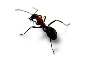 Formigas, insecto inteligente